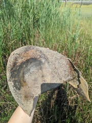 Limulus polyphemus