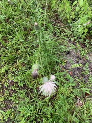 Cirsium nuttallii