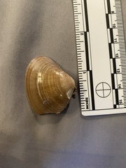 Tivela stultorum