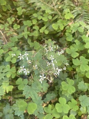 Boykinia occidentalis