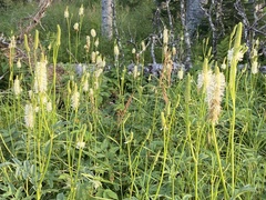 Sanguisorba canadensis