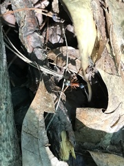 Camponotus chromaiodes