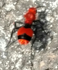 Dasymutilla occidentalis
