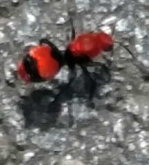 Dasymutilla occidentalis