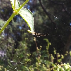 Tetragnathidae