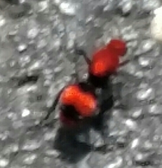 Dasymutilla occidentalis