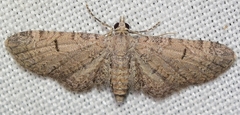 Eupithecia ultimaria