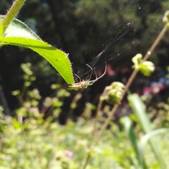 Tetragnathidae