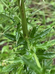 Cirsium nuttallii