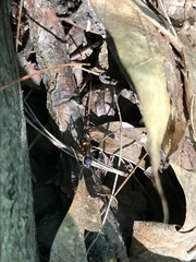 Camponotus chromaiodes