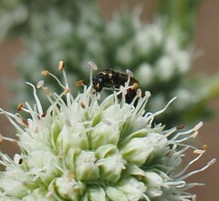 Hylaeus modestus