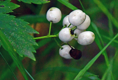 Actaea rubra neglecta