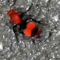 Dasymutilla occidentalis