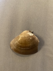 Tivela stultorum