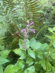 Stachys chamissonis