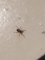 Araneae
