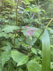 Stachys chamissonis