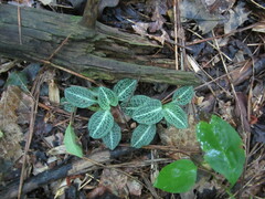 Goodyera pubescens