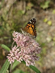 Vanessa virginiensis