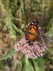 Vanessa virginiensis
