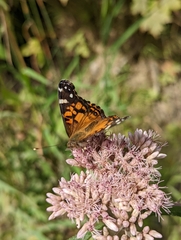Vanessa virginiensis