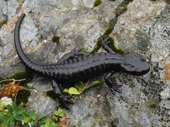 Salamandra lanzai