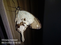 Papilio dardanus dardanus