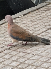 Streptopelia senegalensis