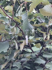 Tremella globispora