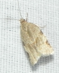 Clepsis virescana