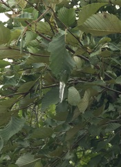 Tremella globispora