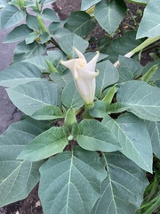 Datura