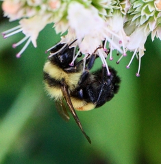 Bombus affinis