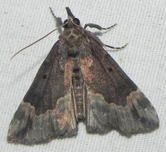 Hypena baltimoralis