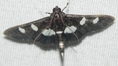 Desmia