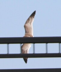 Leucophaeus pipixcan