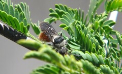 Dasymutilla sicheliana