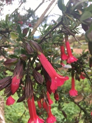 Cantua buxifolia