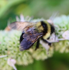 Bombus affinis