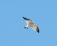 Leucophaeus pipixcan