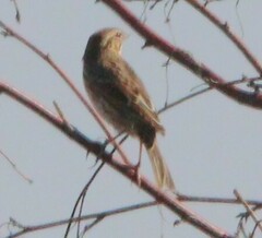 Passerculus sandwichensis