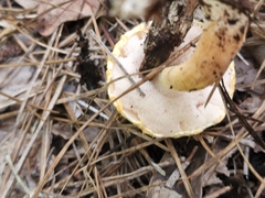 Boletaceae