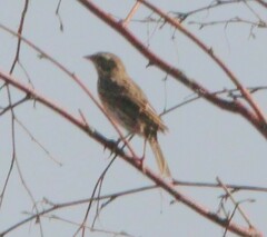 Passerculus sandwichensis