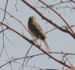 Passerculus sandwichensis