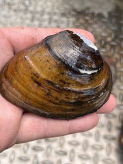 Ellipsaria lineolata