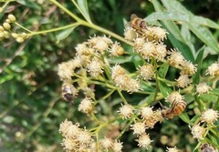 Pterygota