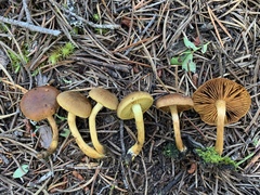 Cortinarius hadrocroceus