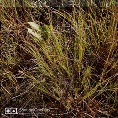 Muhlenbergia cuspidata