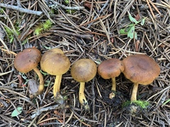 Cortinarius hadrocroceus