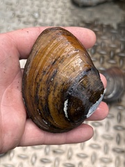 Ellipsaria lineolata